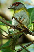 Rufous-browed Peppershrike