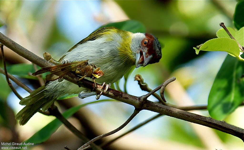 Rufous-browed Peppershrikeadult, feeding habits, eats