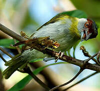 Rufous-browed Peppershrike