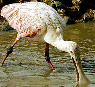 Roseate Spoonbill