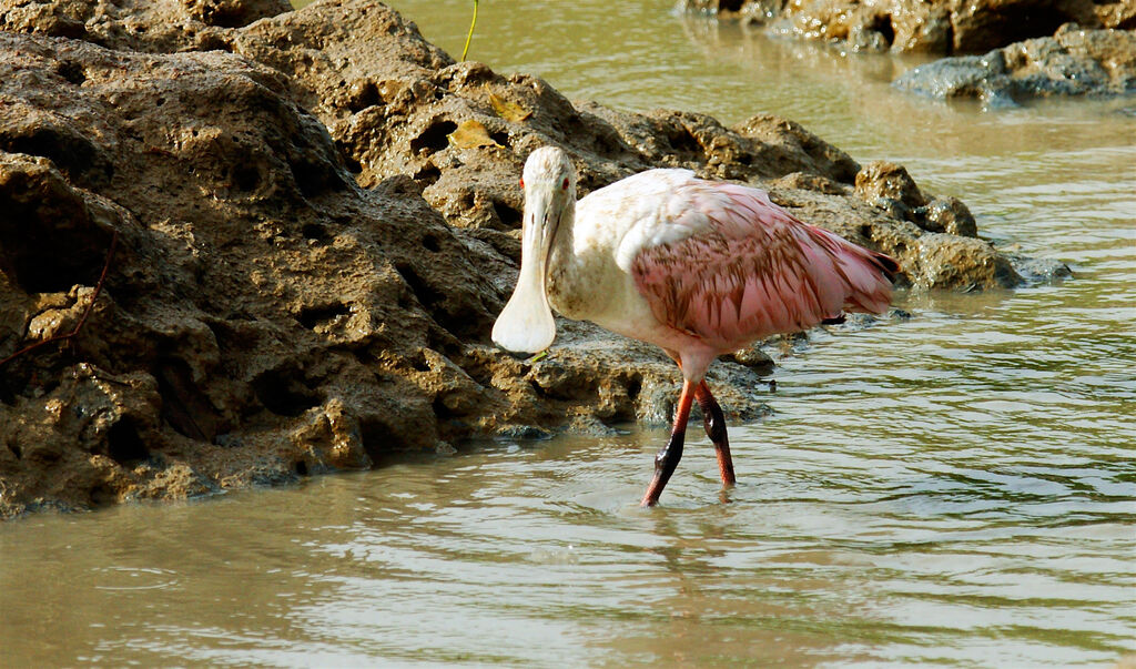 Roseate Spoonbill