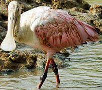 Roseate Spoonbill