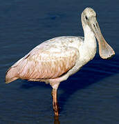 Roseate Spoonbill