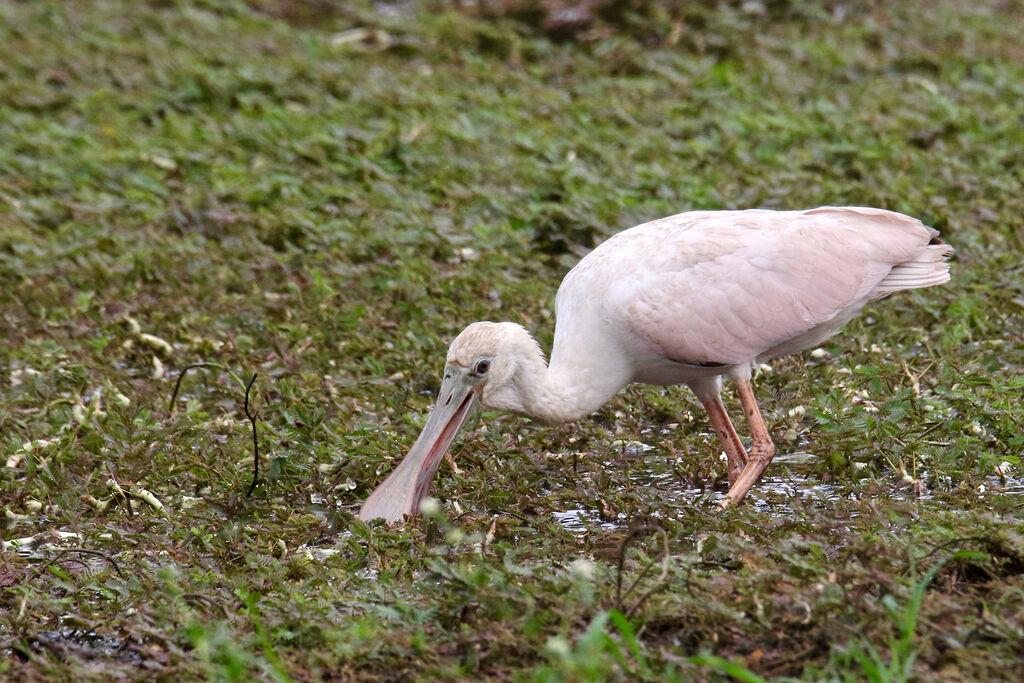 Roseate Spoonbill