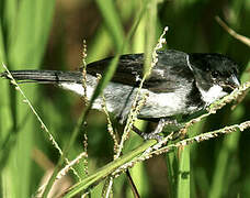 Wing-barred Seedeater