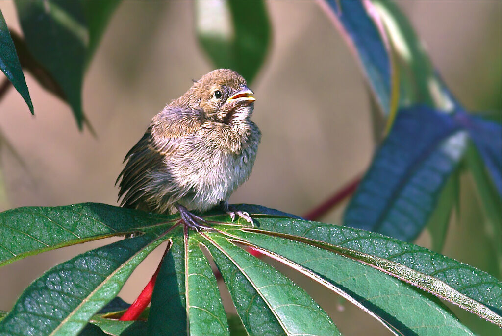 Wing-barred Seedeaterjuvenile