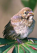 Wing-barred Seedeater