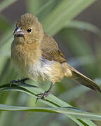 Wing-barred Seedeater