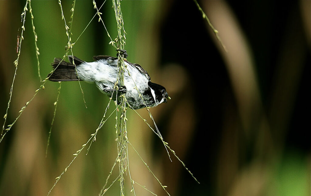 Wing-barred Seedeater male adult