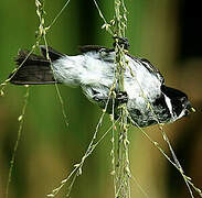 Wing-barred Seedeater