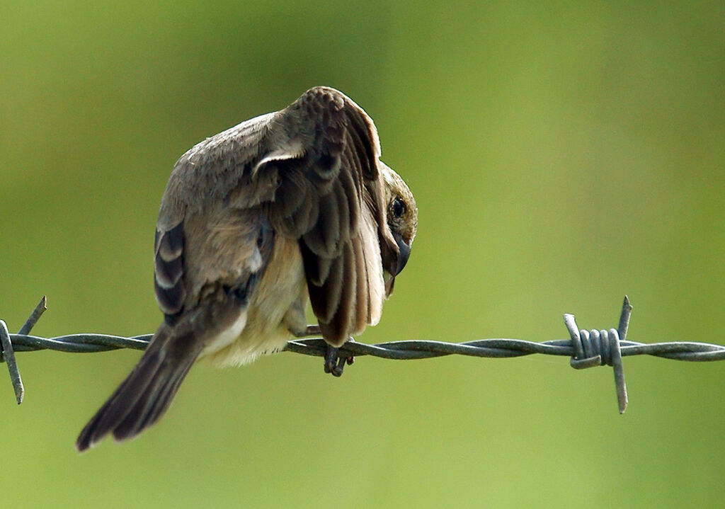 Sporophile à ailes blanches