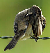 Wing-barred Seedeater