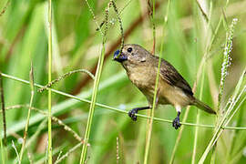 Wing-barred Seedeater