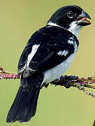 Wing-barred Seedeater