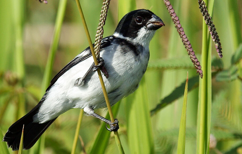 Sporophile à ailes blanches mâle adulte, identification