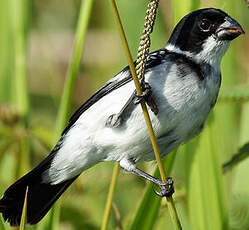 Sporophile à ailes blanches
