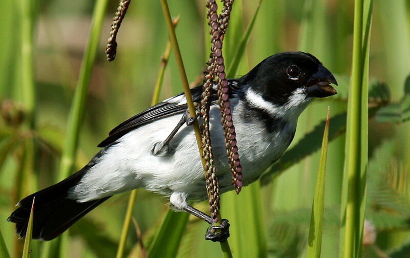 Wing-barred Seedeater male adult, identification