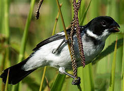 Wing-barred Seedeater