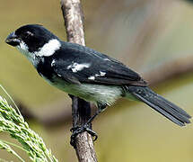 Wing-barred Seedeater