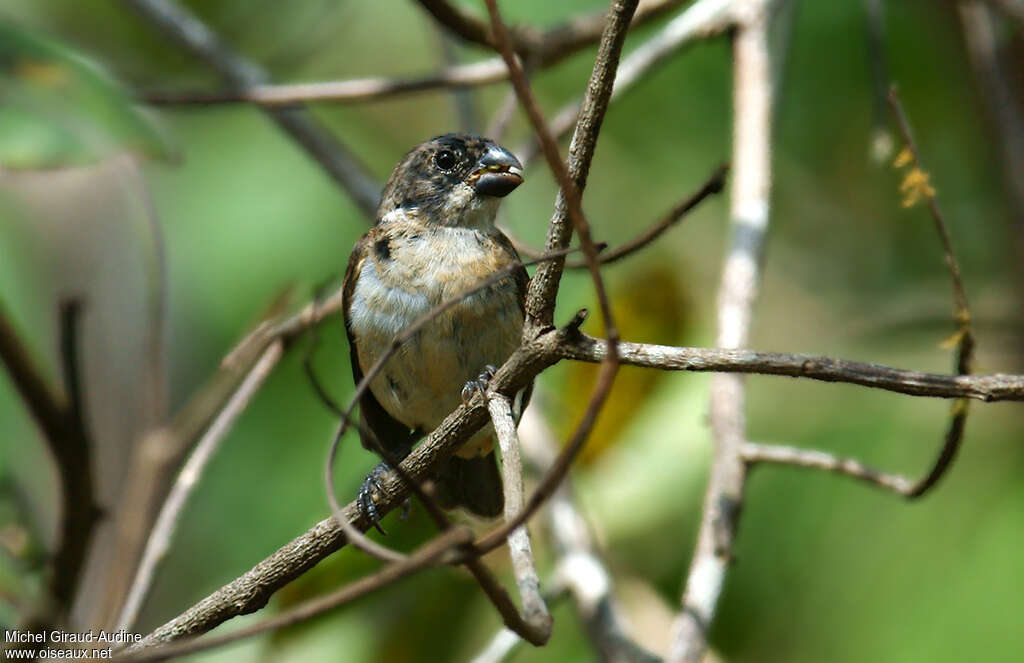 Sporophile à ailes blanches mâle immature, portrait