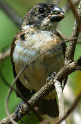 Wing-barred Seedeater