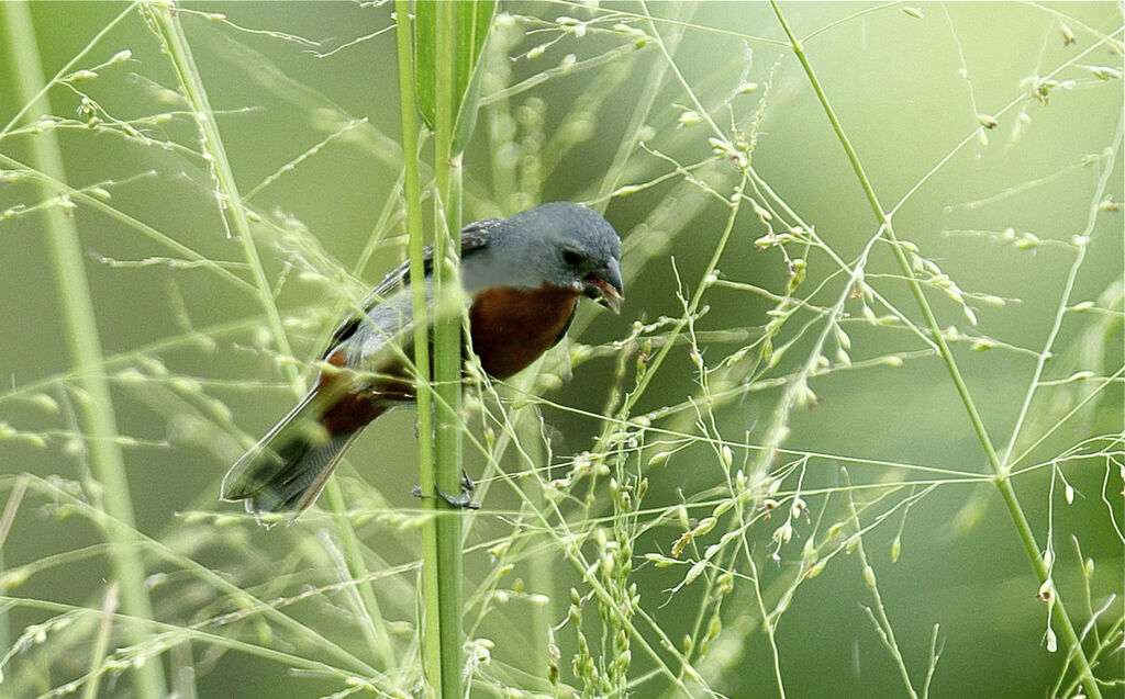 Chestnut-bellied Seedeater male adult, feeding habits