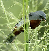 Chestnut-bellied Seedeater