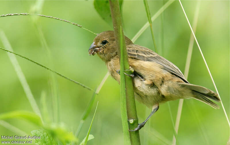 Chestnut-bellied Seedeater female adult, feeding habits