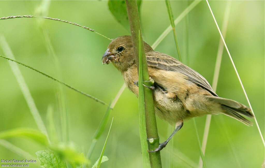 Chestnut-bellied Seedeater female adult, feeding habits