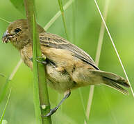 Chestnut-bellied Seedeater