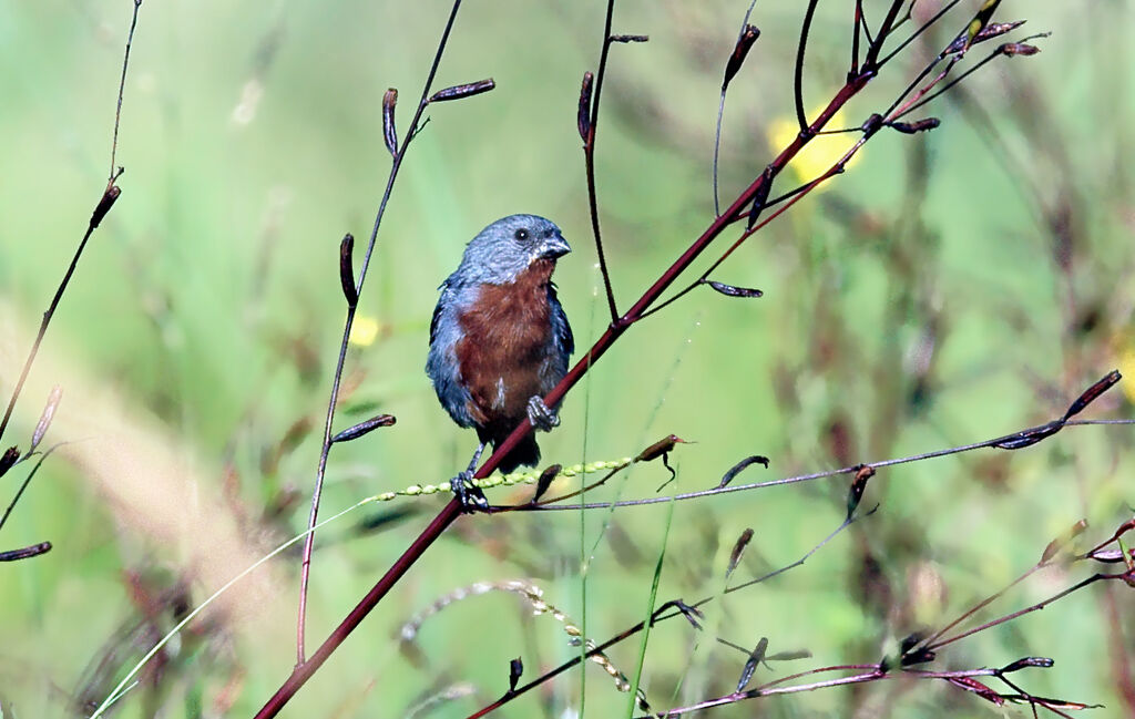 Chestnut-bellied Seedeater