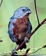 Chestnut-bellied Seedeater