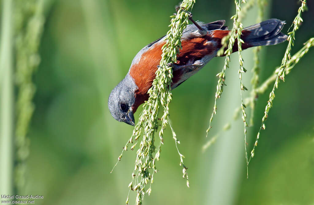 Chestnut-bellied Seedeater male adult, feeding habits, eats