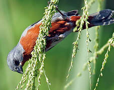 Chestnut-bellied Seedeater