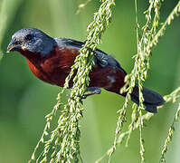 Chestnut-bellied Seedeater