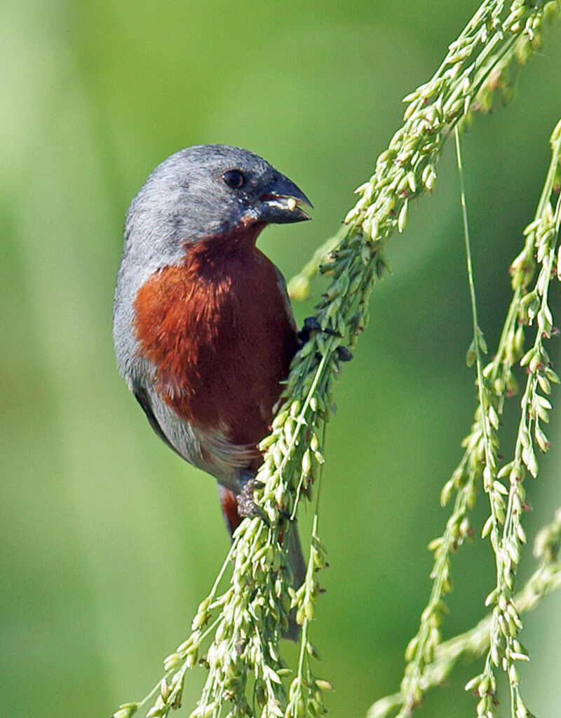 Chestnut-bellied Seedeater male adult