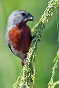 Chestnut-bellied Seedeater