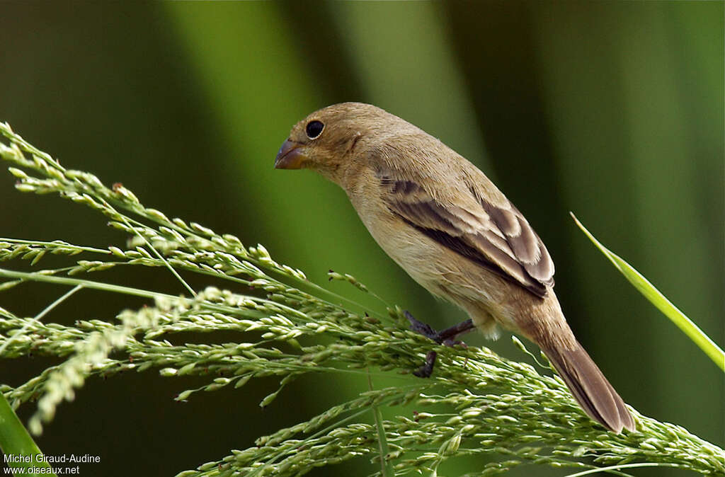 Chestnut-bellied Seedeater female adult, identification