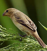 Chestnut-bellied Seedeater