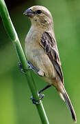 Chestnut-bellied Seedeater