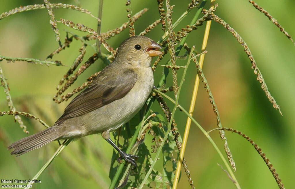 Sporophile bouveron femelle adulte, régime