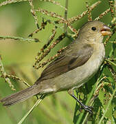 Lined Seedeater