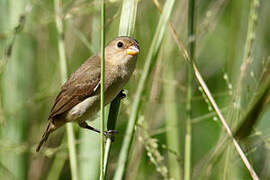 Lined Seedeater