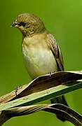 Lined Seedeater