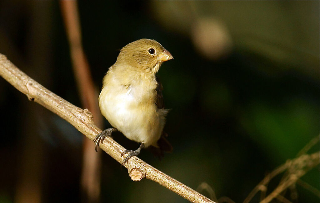 Sporophile bouveron femelle, identification