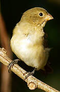 Lined Seedeater