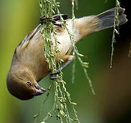 Lined Seedeater