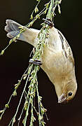 Lined Seedeater