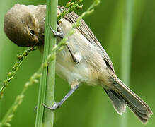 Lined Seedeater