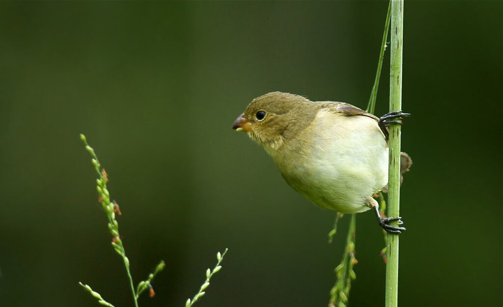 Lined Seedeater female adult